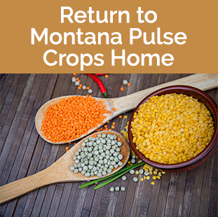 Return to Pulse Crop Home - dry peas, lentils and beans 