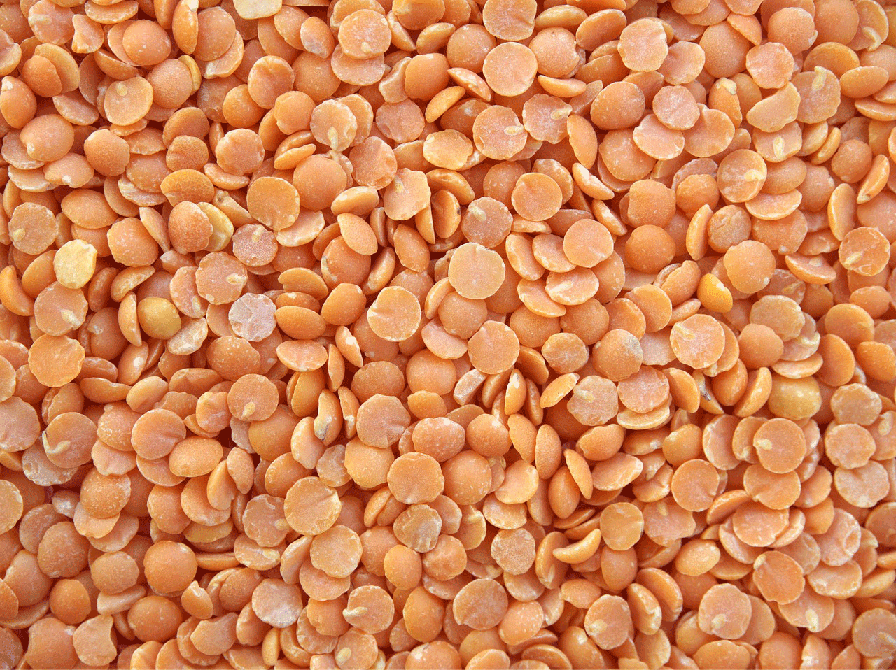 light orange lentils