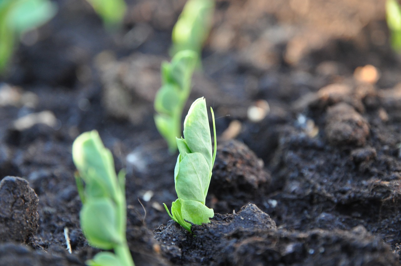 peas sprouting form dirt